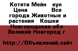 Котята Мейн - кун › Цена ­ 19 000 - Все города Животные и растения » Кошки   . Новгородская обл.,Великий Новгород г.